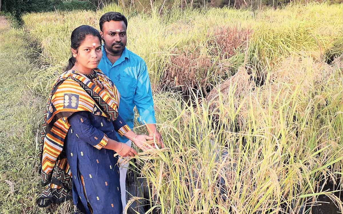 பாரம்பரிய நெல்... பட்டதாரி பெண்!