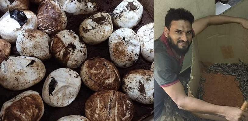 மலைப்பாம்பு முட்டைகளால் நின்றுபோன நெடுஞ்சாலைப் பணி: அடடா!