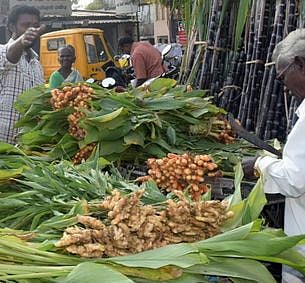 பொங்கலுக்கு விறுவிறுப்பாய் விற்பனையாகும் கொத்து மஞ்சள்!
