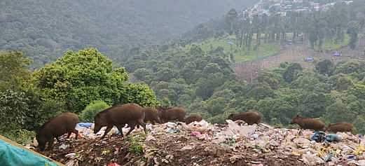 பேரூா் அருகே வாழை மரங்களை
சேதப்படுத்திய காட்டுப் பன்றிகள்