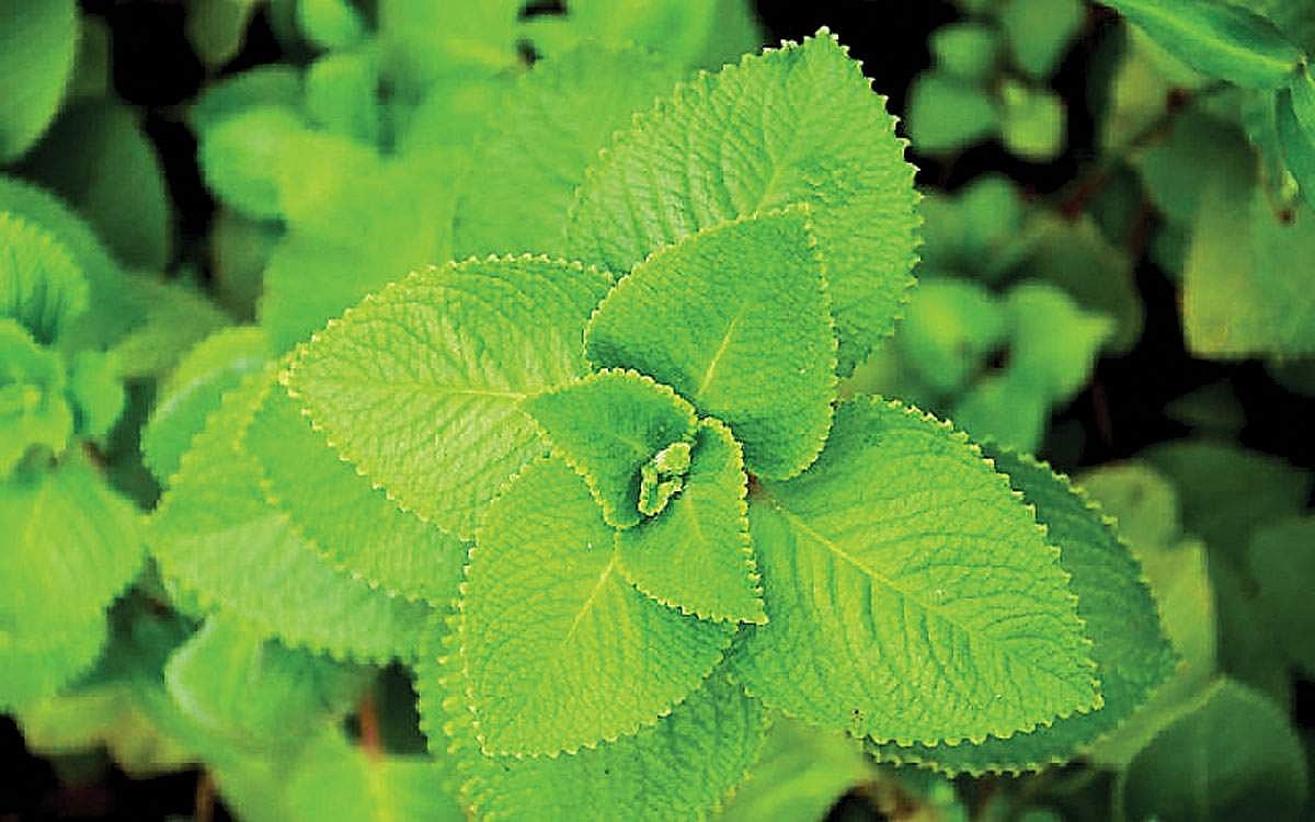 சமையல் குறிப்புகள்...