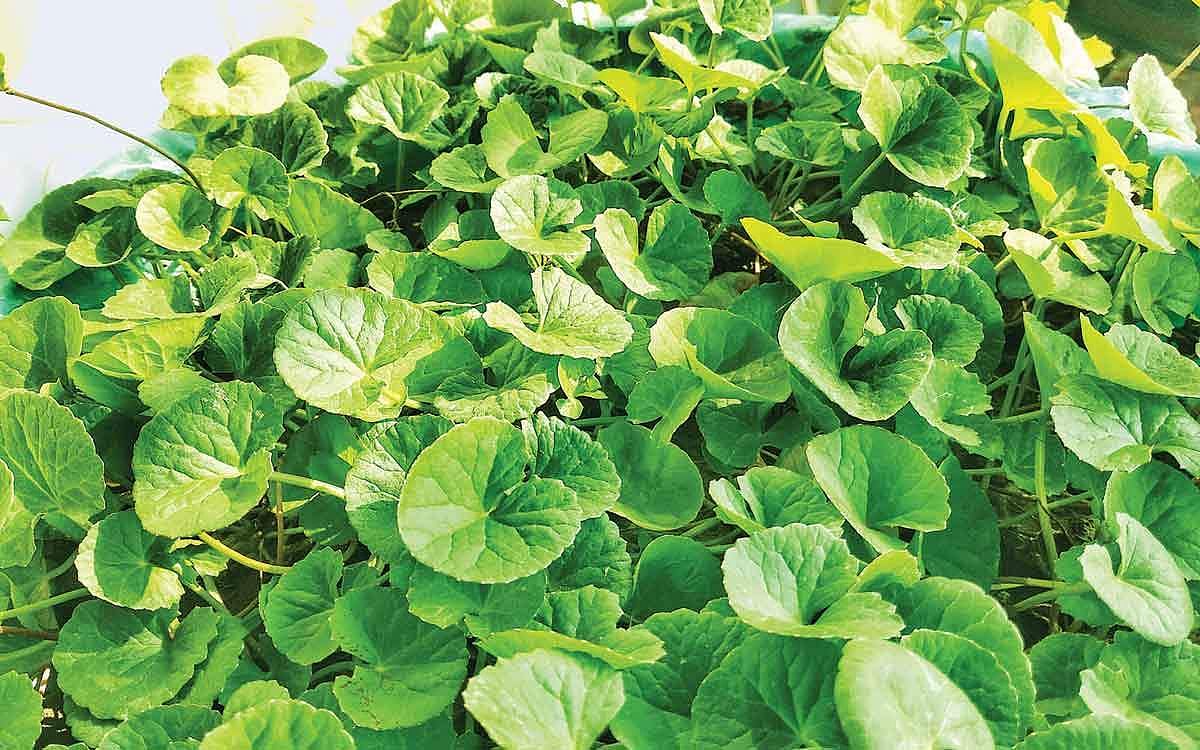 ஆயுள் காக்கும் ஆயுர்வேதம்: வல்லாரை கீரையின் மகிமைகள்..!