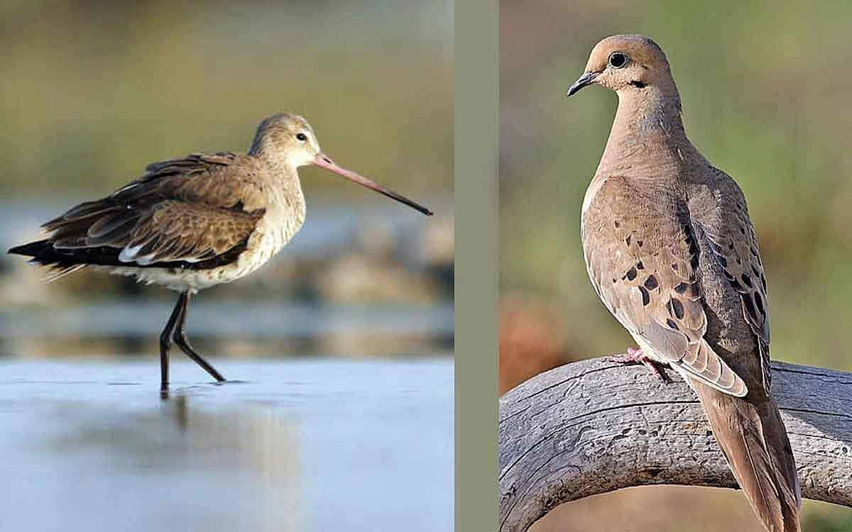 புலம்பெயரும் விலங்குகள், பறவைகள்..!