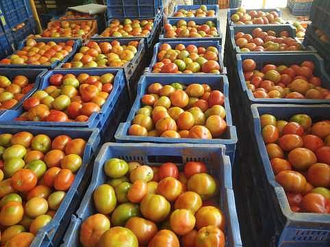 தக்காளி உணா்த்தும் பாடம்