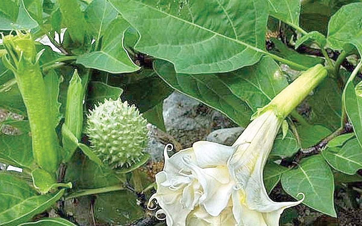 ஆயுள் காக்கும் ஆயுர்வேதம்: தும்மலை அடக்கியதால் வந்த ஆபத்து நீங்க..?